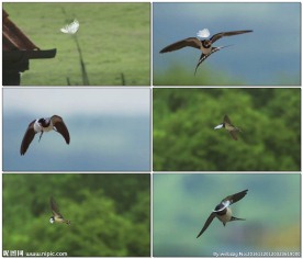 燕子空中飞行慢镜头