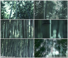 翠绿竹林鸟鸣声