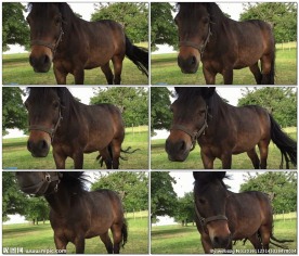 环绕马飞舞的苍蝇群