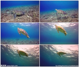 绿海龟游在水底