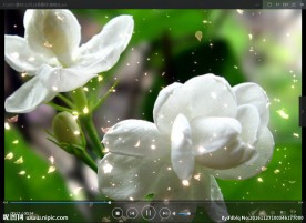 茉莉花 LED 动态 背景素材