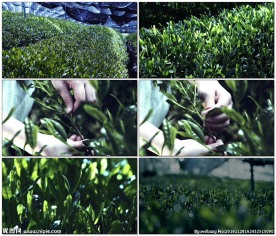茶叶种植园摘茶叶