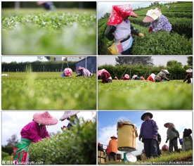茶园茶农采茶收茶农忙景象