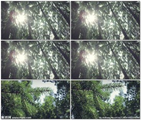 阳光透过大树树枝