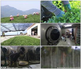 茶农采茶生产茶叶