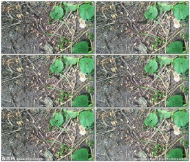 爬行中的千足虫