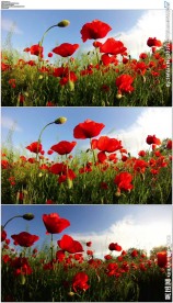 红色虞美人花海