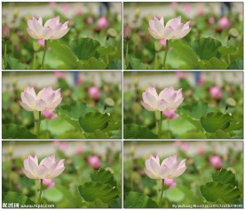 粉色荷花随风摇曳清新唯美视频