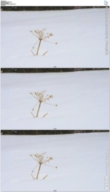 雪地中的蒲公英