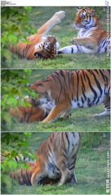 两只老虎嬉戏老虎玩耍