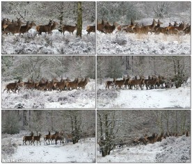 鹿群奔跑在森林的雪地中