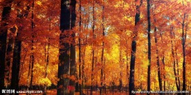 金秋红枫林
