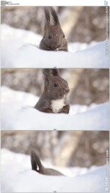 雪地里吃东西的小松鼠