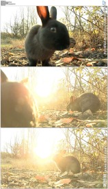 阳光下的野兔