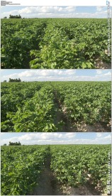 马铃薯植物蔬菜园