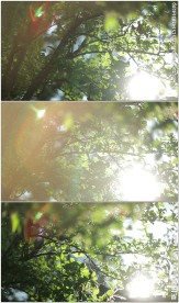 阳光穿透枝头树叶