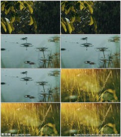 雨水雨滴浇灌嫩芽生长