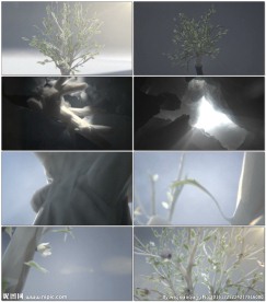 白树生长复苏枝头开花