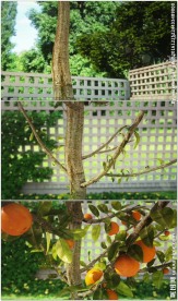 柑橘树生长结果