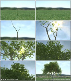 小树长成大树过程