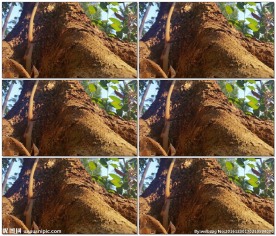 蚂蚁在一棵巨大的树上爬