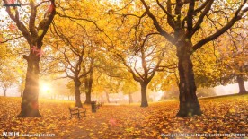 秋叶飘落树叶金秋天枫叶唯美背景