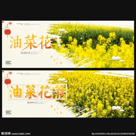 油菜花