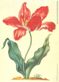 红色郁金香油画图片