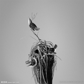 黑白鸟巢 装饰画 无框画