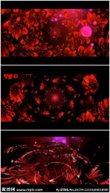 喜庆红玫瑰 绽放的花