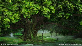 原始森林 梦幻森林