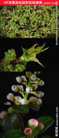 4K高清植物花朵生长发芽实拍