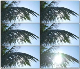 特写镜头拍摄光晕透过棕榈叶