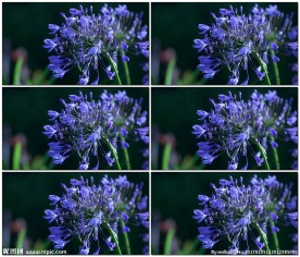 在微风中的花儿