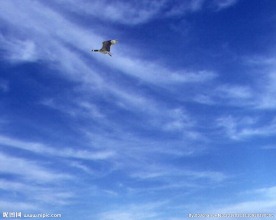 大雁在天上飞flash