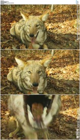 野狼攻击摄像机