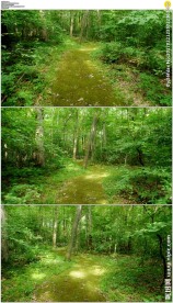 走在绿色森林小路上