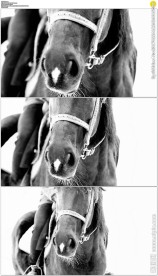 黑白马鼻孔出气