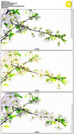 樱花盛开延时摄影