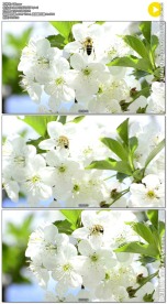 蜜蜂在白色花朵上采花蜜