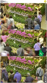 花卉市场延时摄影