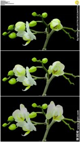 枝丫上盛开的白色花朵