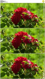 微风吹动玫瑰花