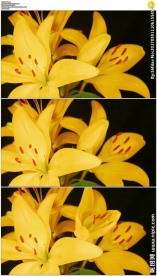 黄色百合花开放