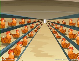 屠宰场的肉鸡成长过程46秒