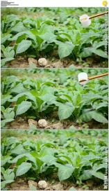 给烟草幼苗浇水