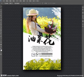 油菜花