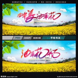 油菜花