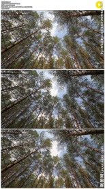 仰拍挺拔的松树林