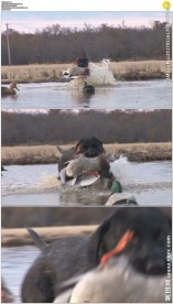 猎狗咬住鸭子实拍视频素材